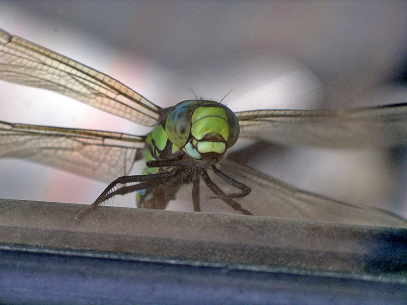 Aeshna cyanea? - S